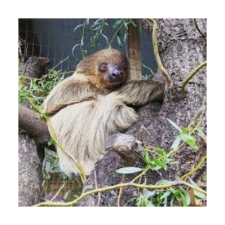 Shop Charleston Anteater Sloth and Exotics logo